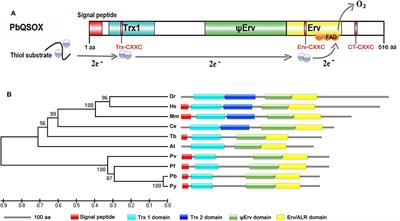 Characterization of a Sulfhydryl Oxidase From Plasmodium berghei as a Target for Blocking Parasite Transmission